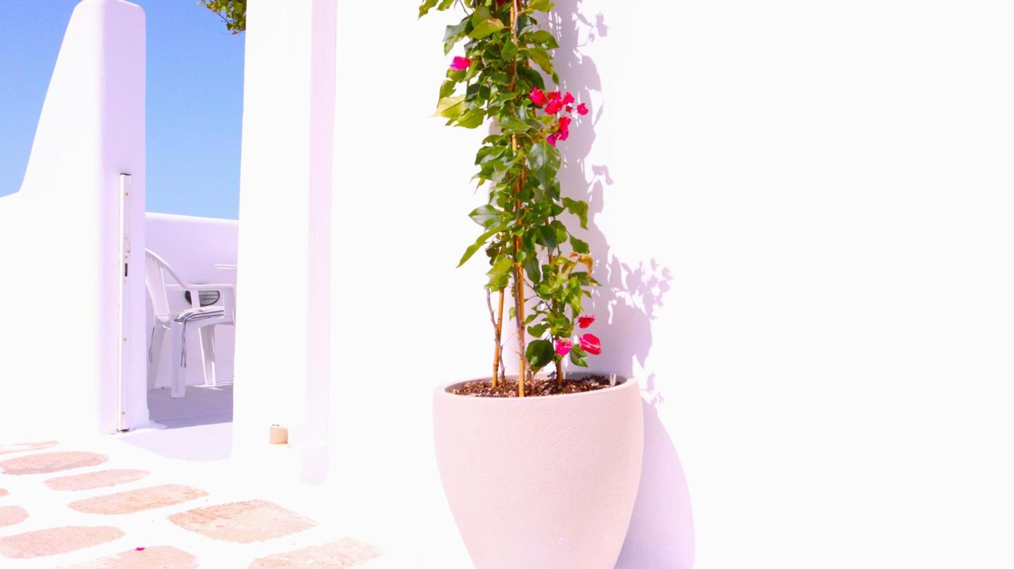 Lemon Tree Maisonette - Naoussa Paros Extérieur photo